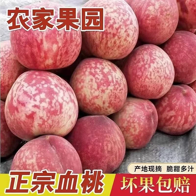 正宗老树血桃朱砂红五月仙桃红肉脆桃现摘孕妇应季水果坏果包赔