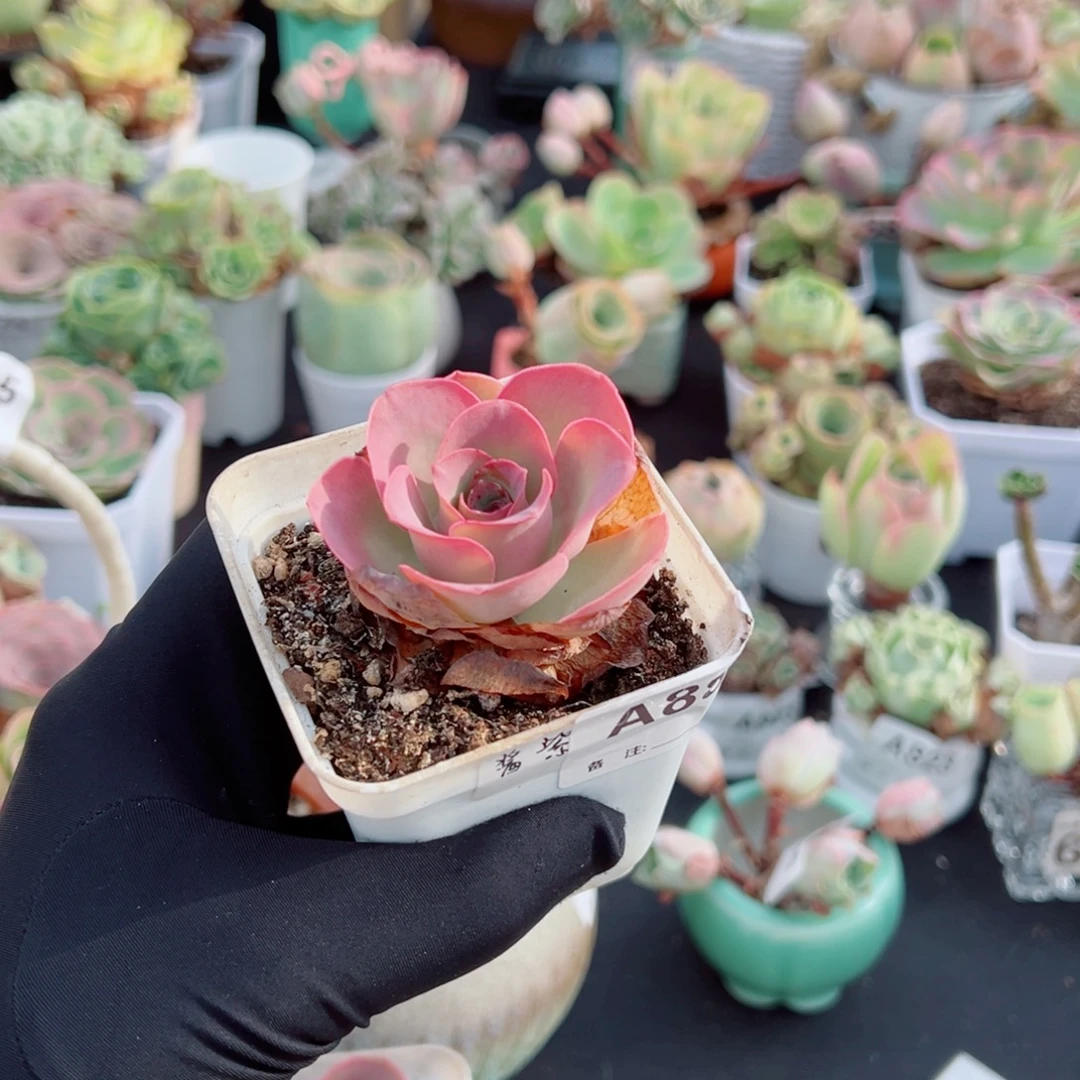 奶***冰881酱紫小颗。  一物一拍