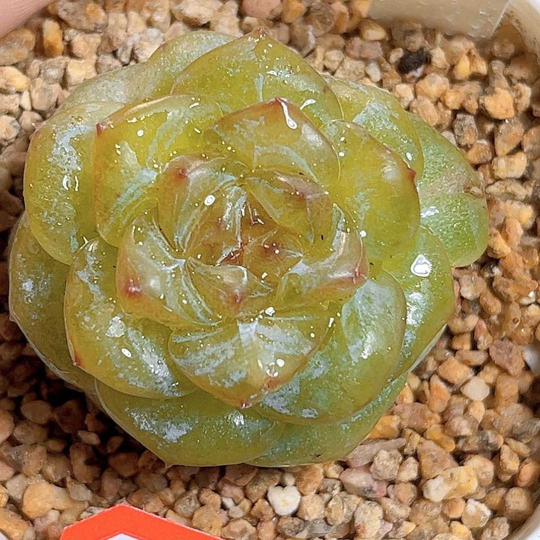 D574 一物一拍 星璃