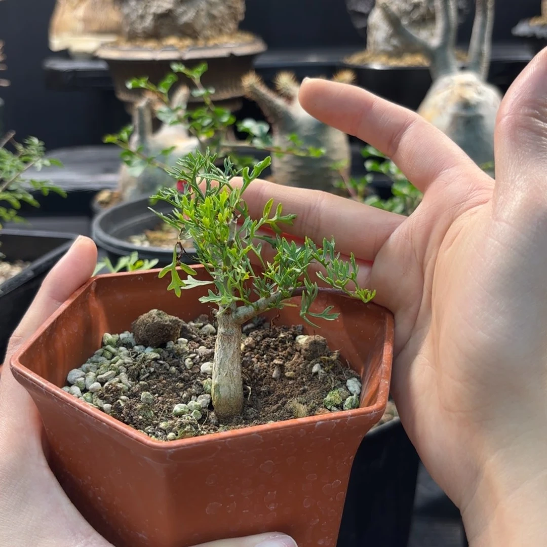 木大* 鹿角橄榄带盆土