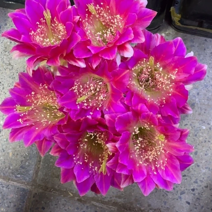 271丽花阿尔特纳歪2到3公分左右无根侧牙，20包邮