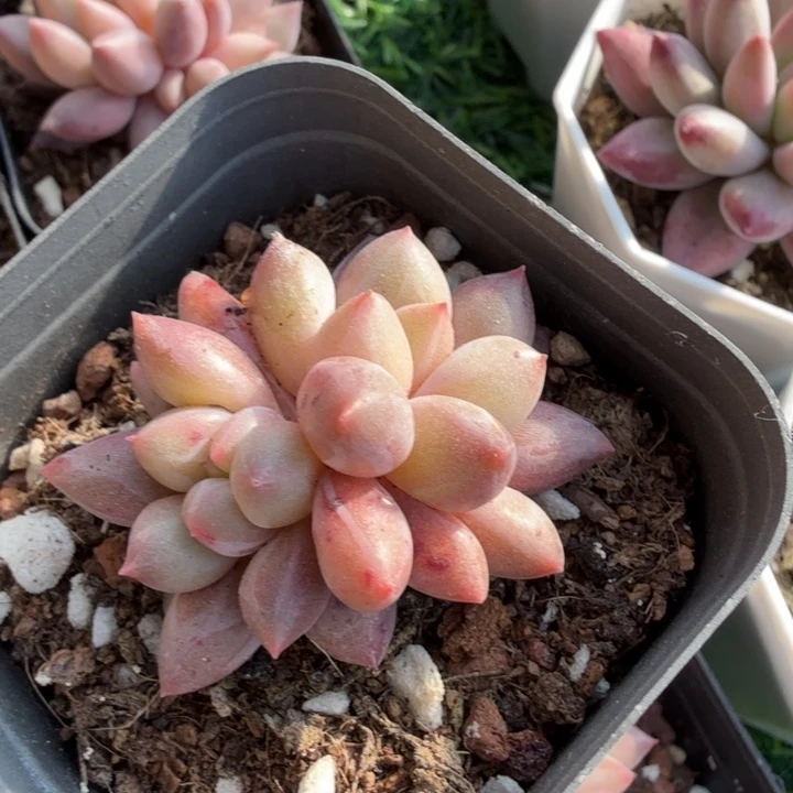 水晶球。