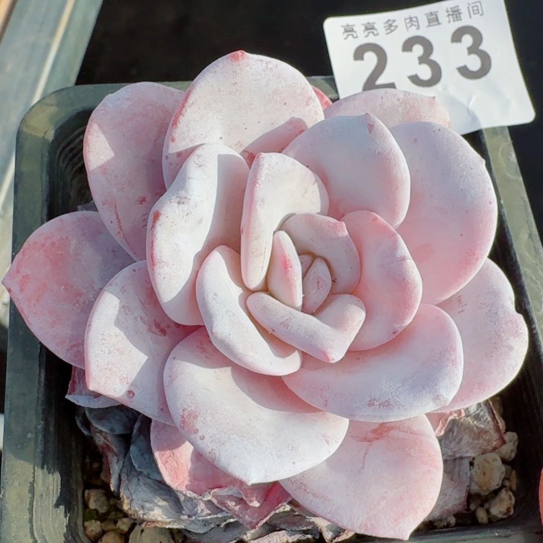 雪莲      愿你一路坦途，乘风破浪展宏图