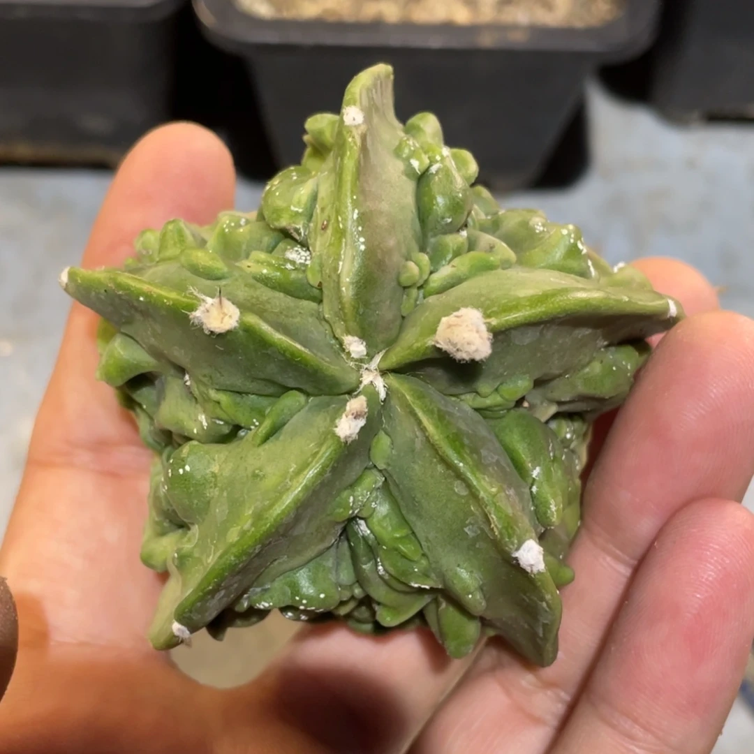 无花朵木心 核桃 仙人球开花