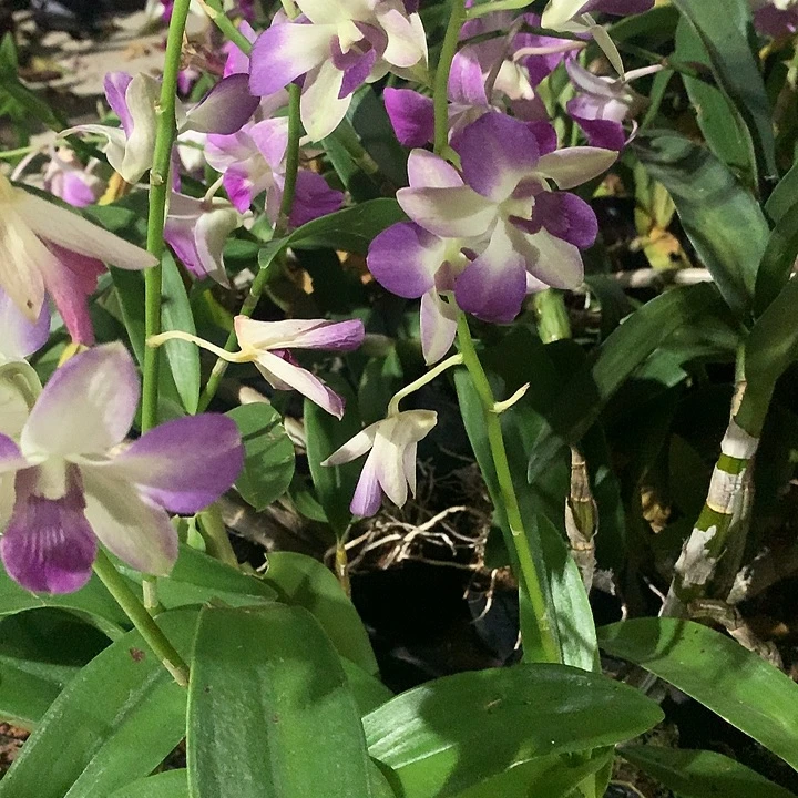 完全开放台湾阿里郎大小2苗带花裸根发花叶不包损