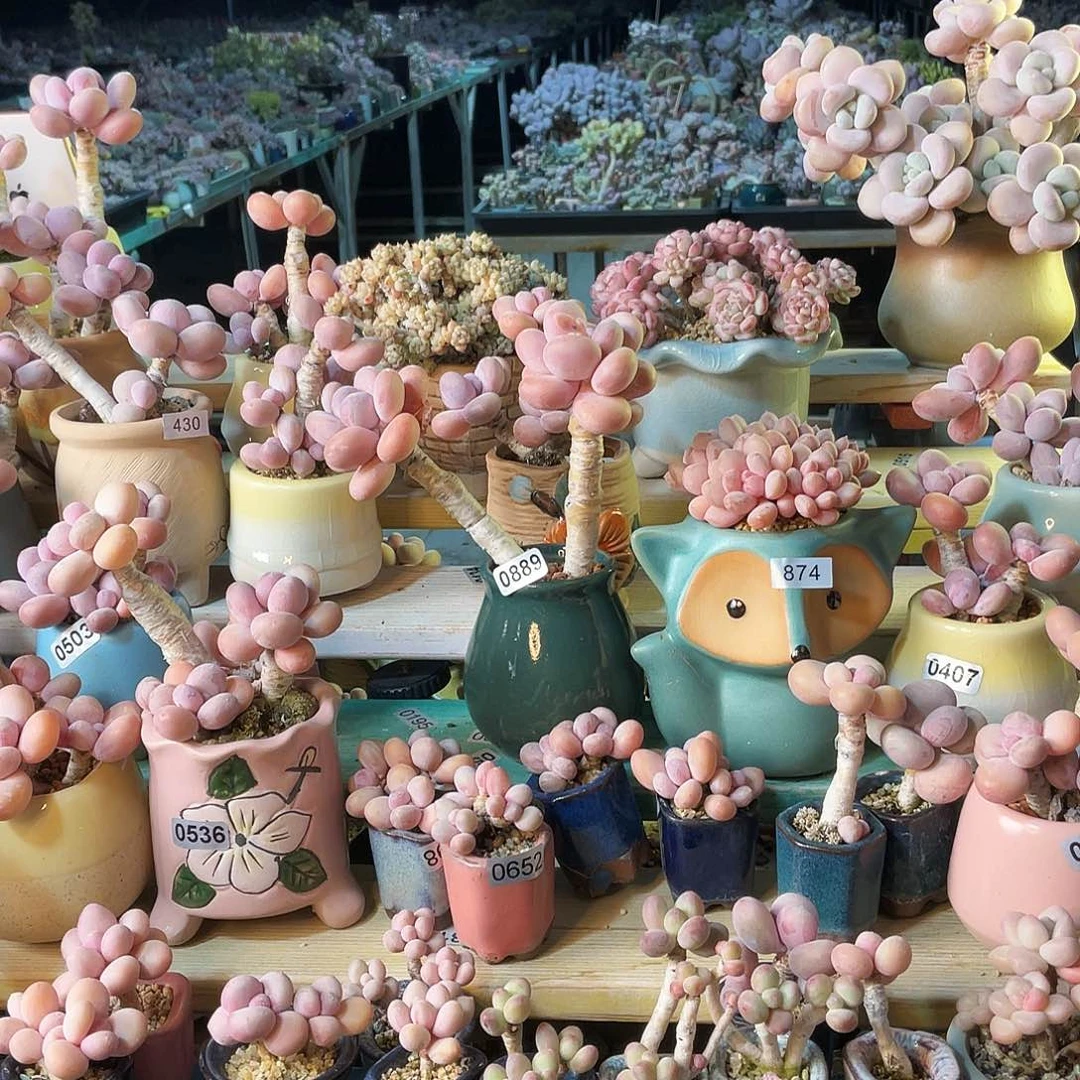 ᜊ**?多肉植物的生长发育与生长