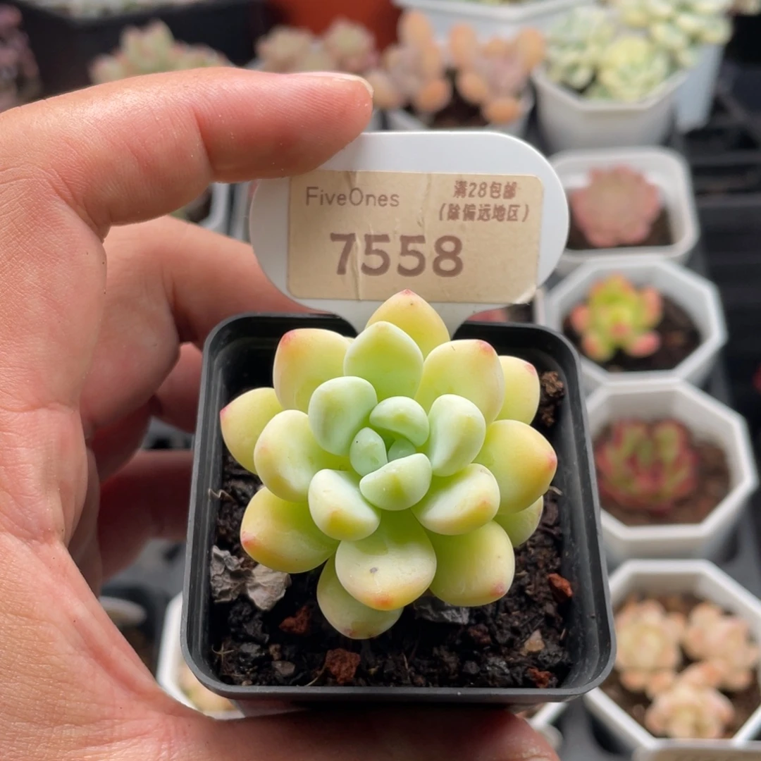 劳尔7558-4.5厘米