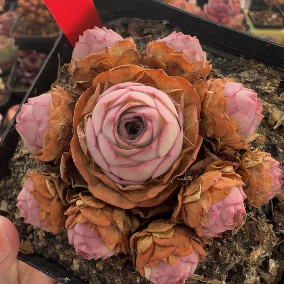 Y824半城玫瑰福利