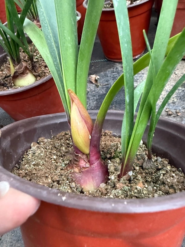 紫根兰室内绿植盆栽花卉