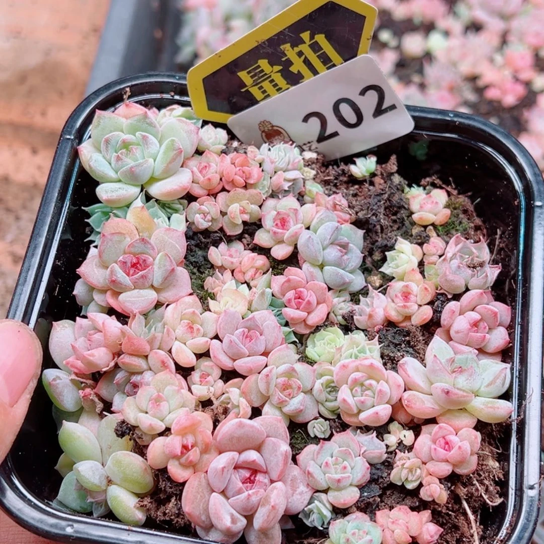 多肉植物多肉植物