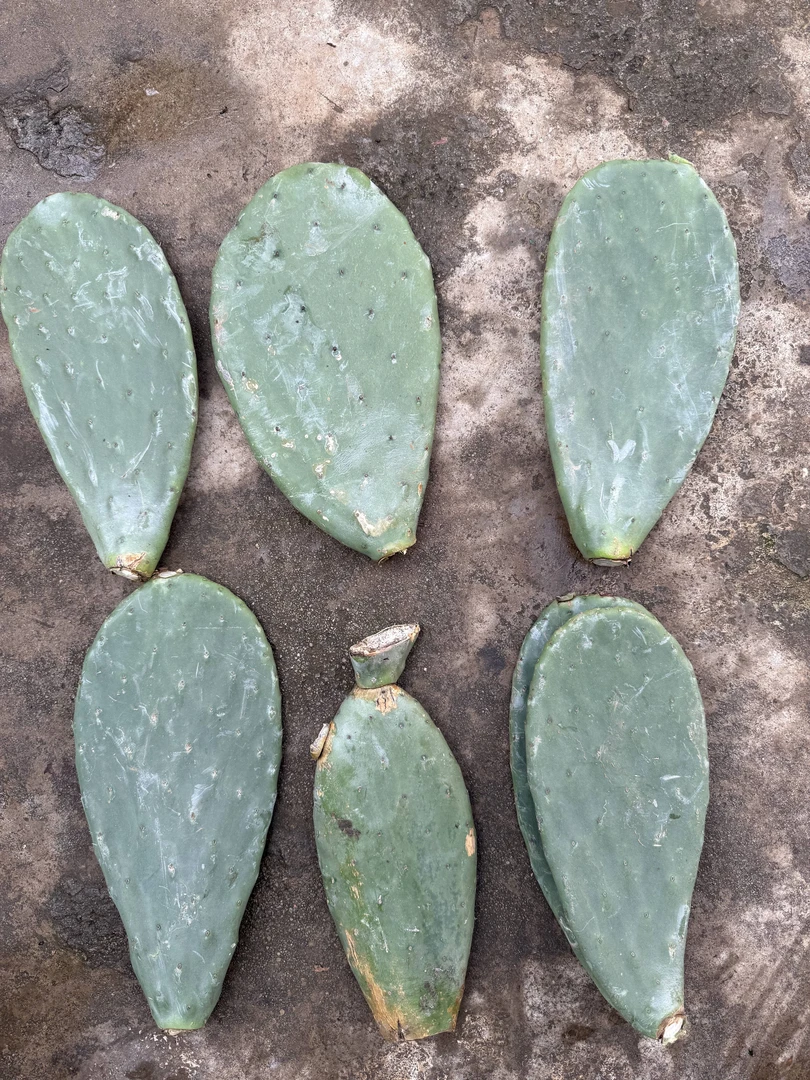 正宗宝塔黄果仙人掌种片，种植老叶片，仙人掌叶片种片种植盆栽地栽