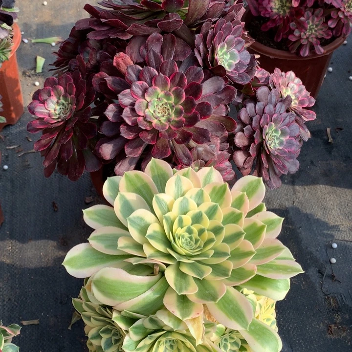 不包损505号黑金刚迈巴赫老桩