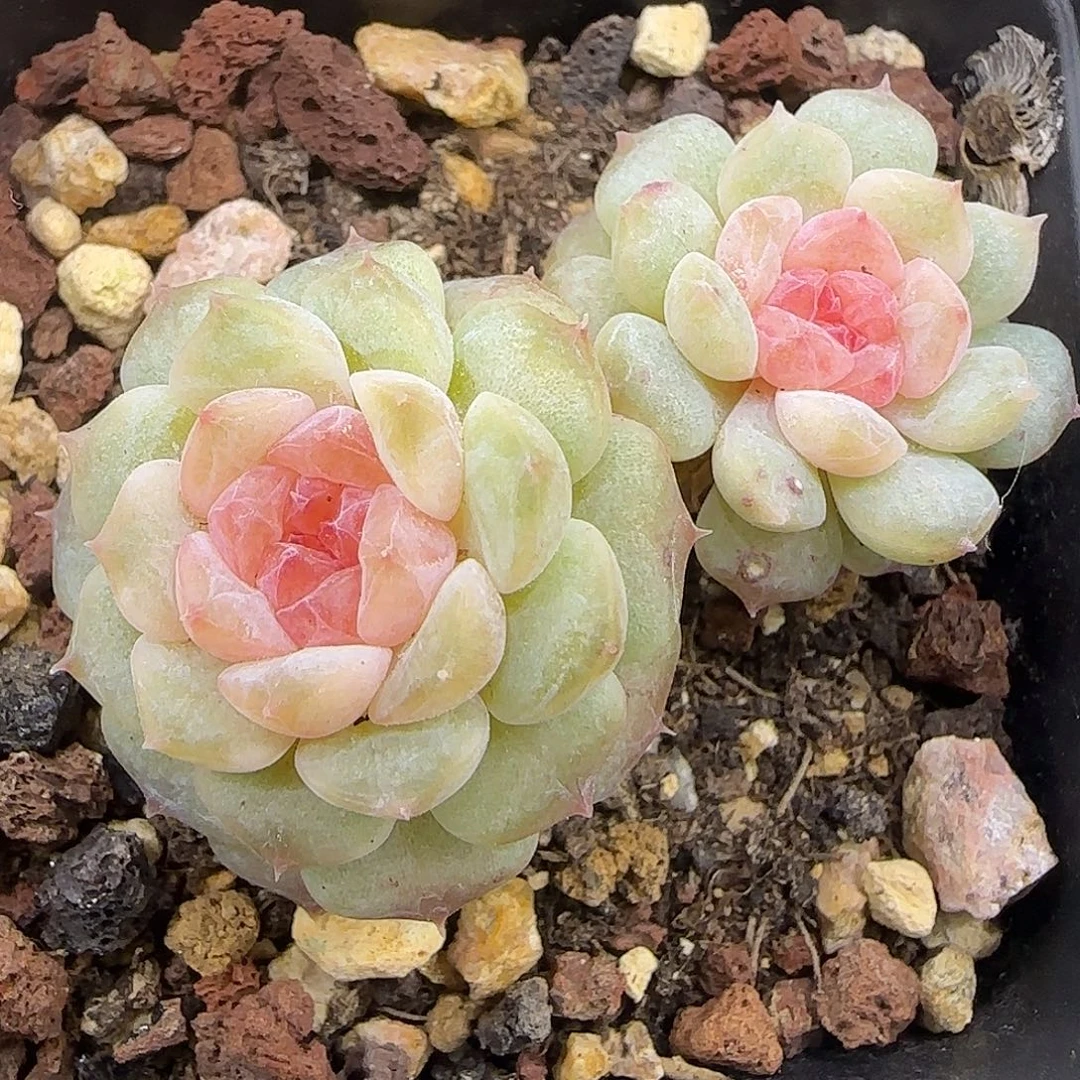 930整的双头老桩糖心