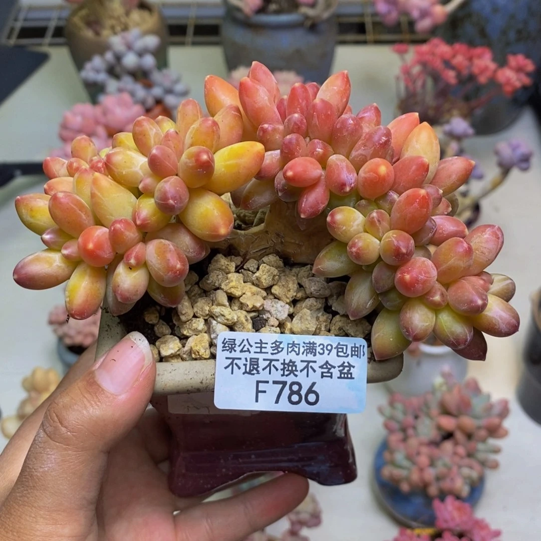 786香蕉树缀多肉8c m