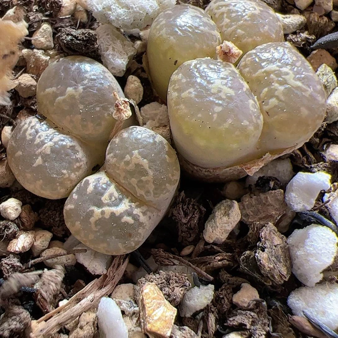 【闪购商品】127 勋章