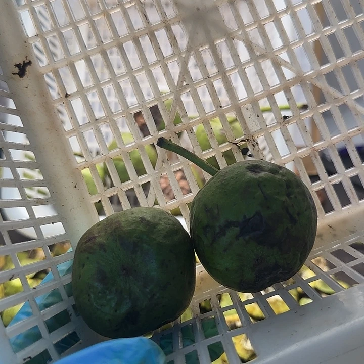 吊坠文玩核桃蛤蟆2颗