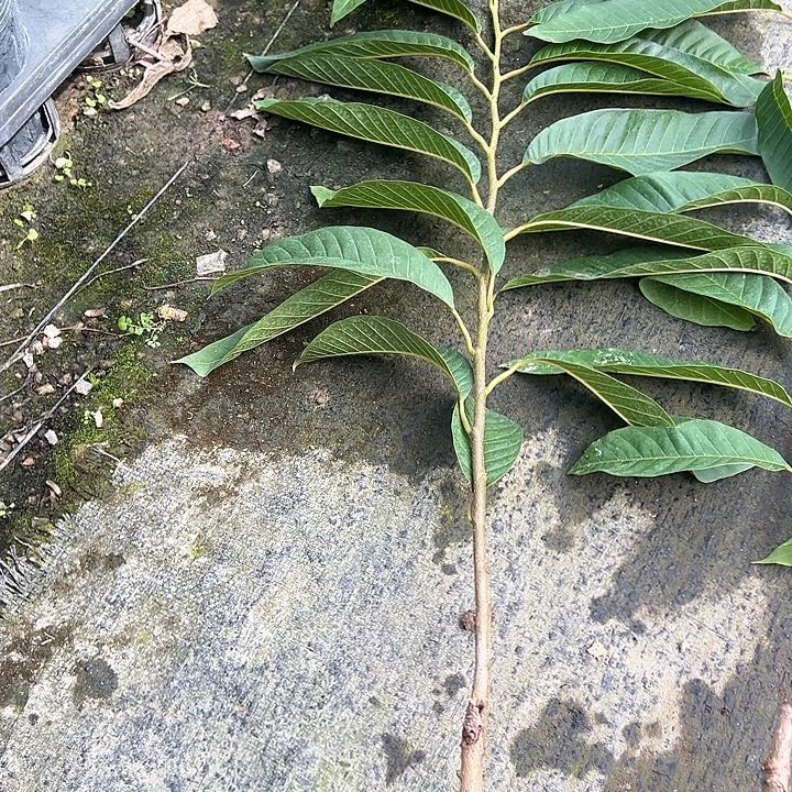 希***望天使244878899767888