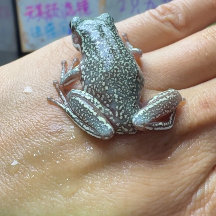 老爷树蛙11 金背澳蓝暴雪