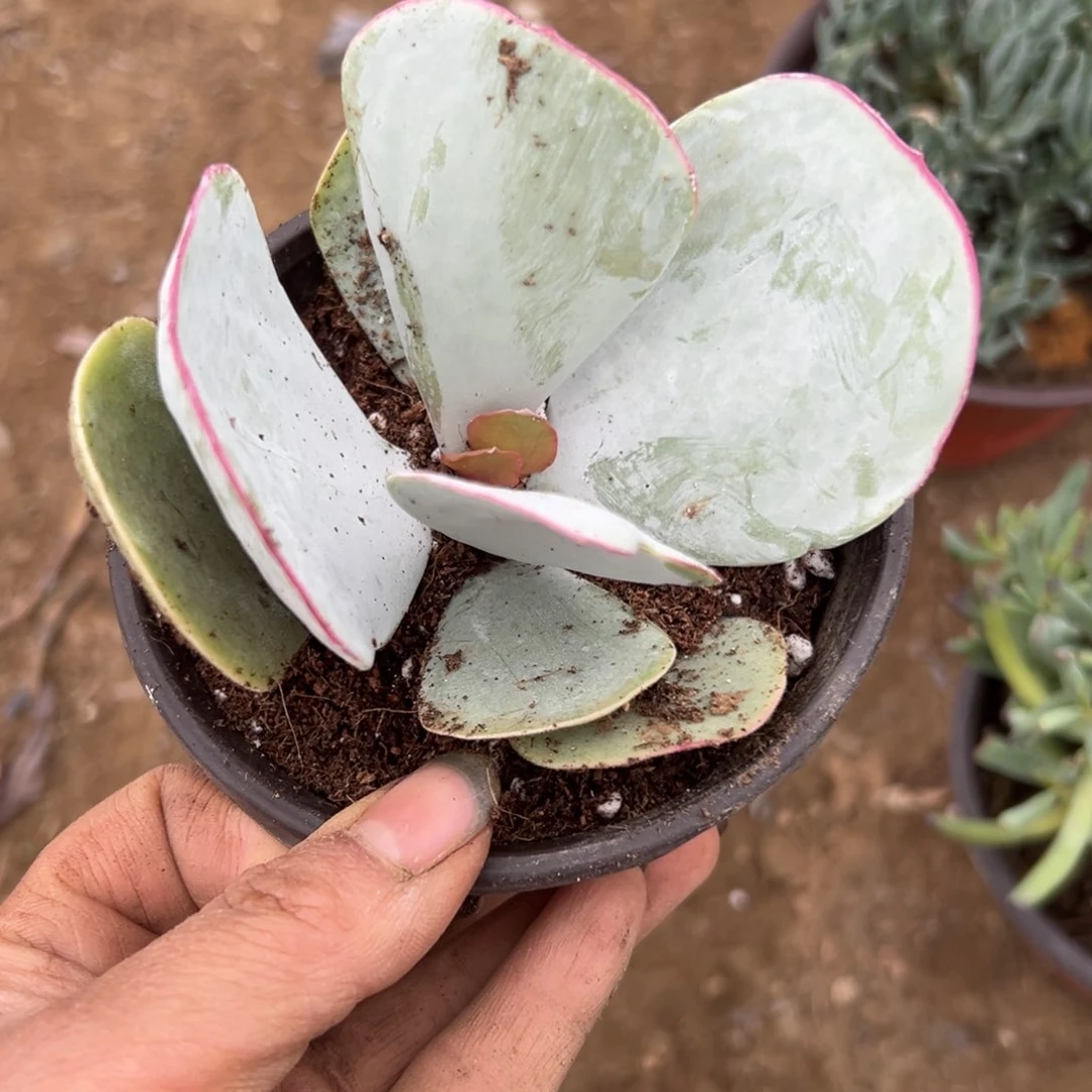 多破四座无言星欲稀植物