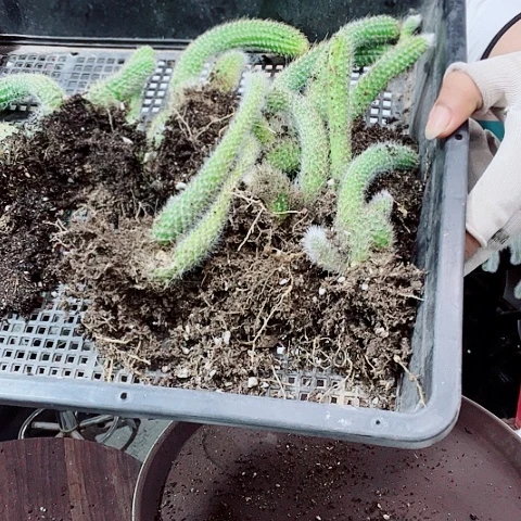 九尾狐脱土发货实拍七不包损