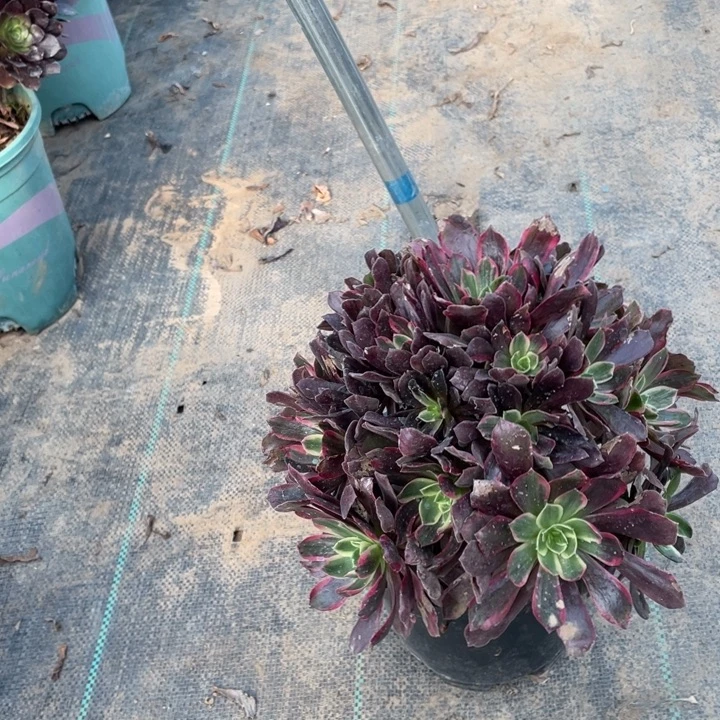 3多肉植物多肉多肉植物