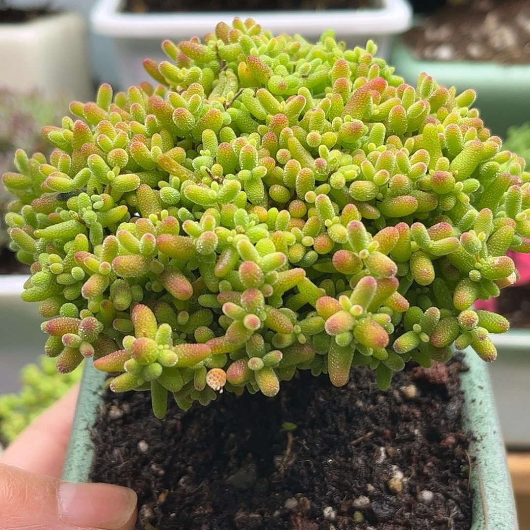 13蜜桔带盆优选枝干番杏