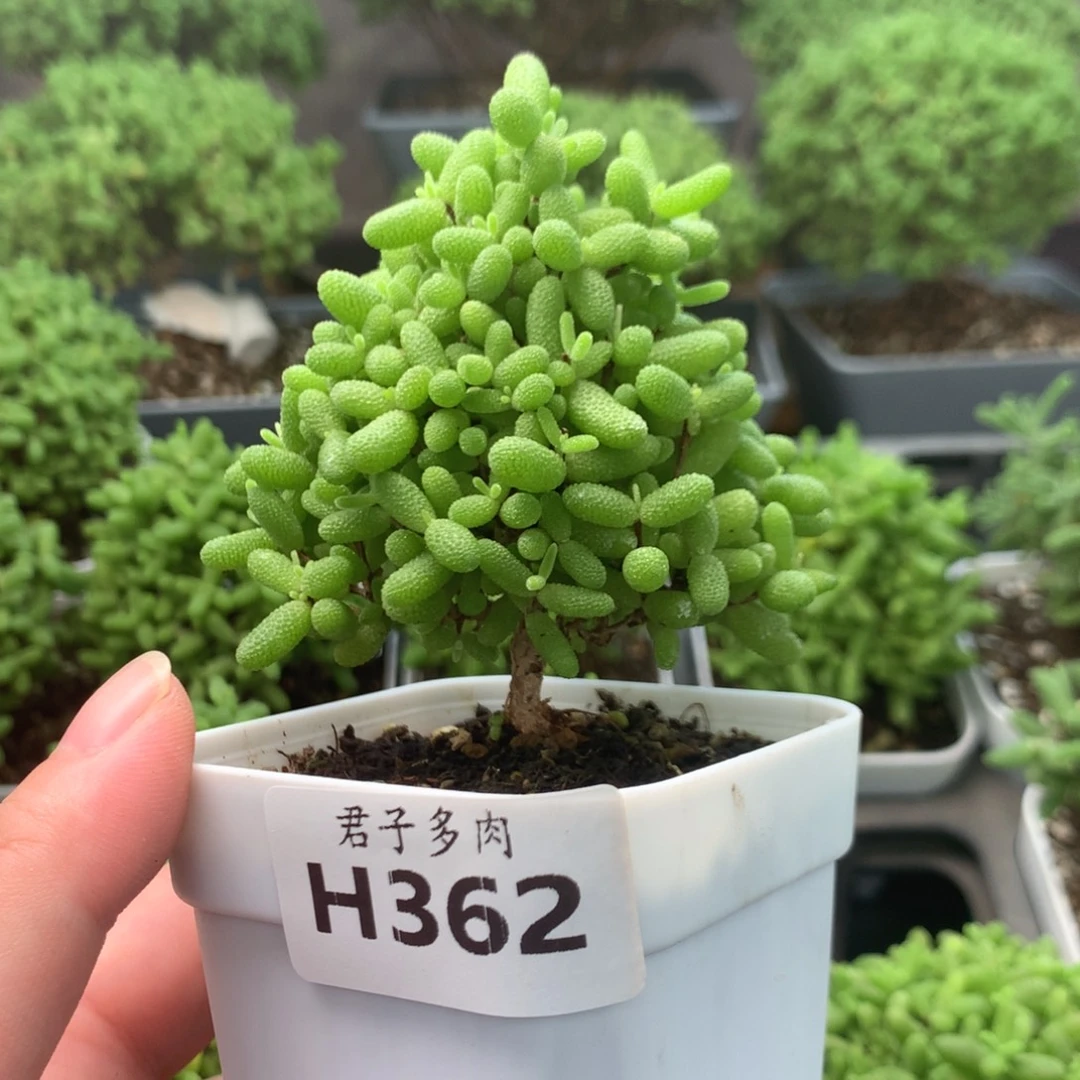 362蜜橘。