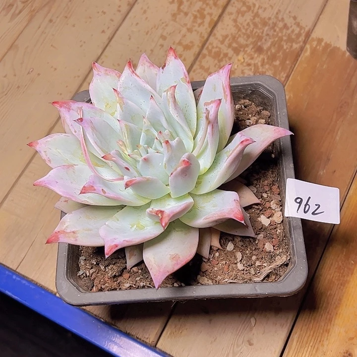 知***?962//////////////