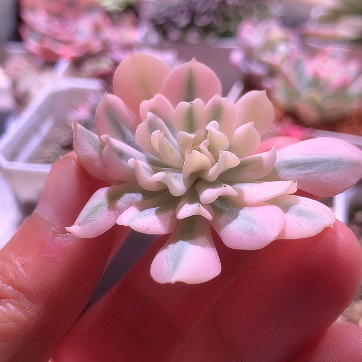 特玉莲白覆轮锦砍头无根