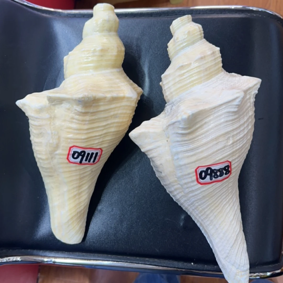 天然公角螺号角大音量厚皮可吹响一物一图专用号角