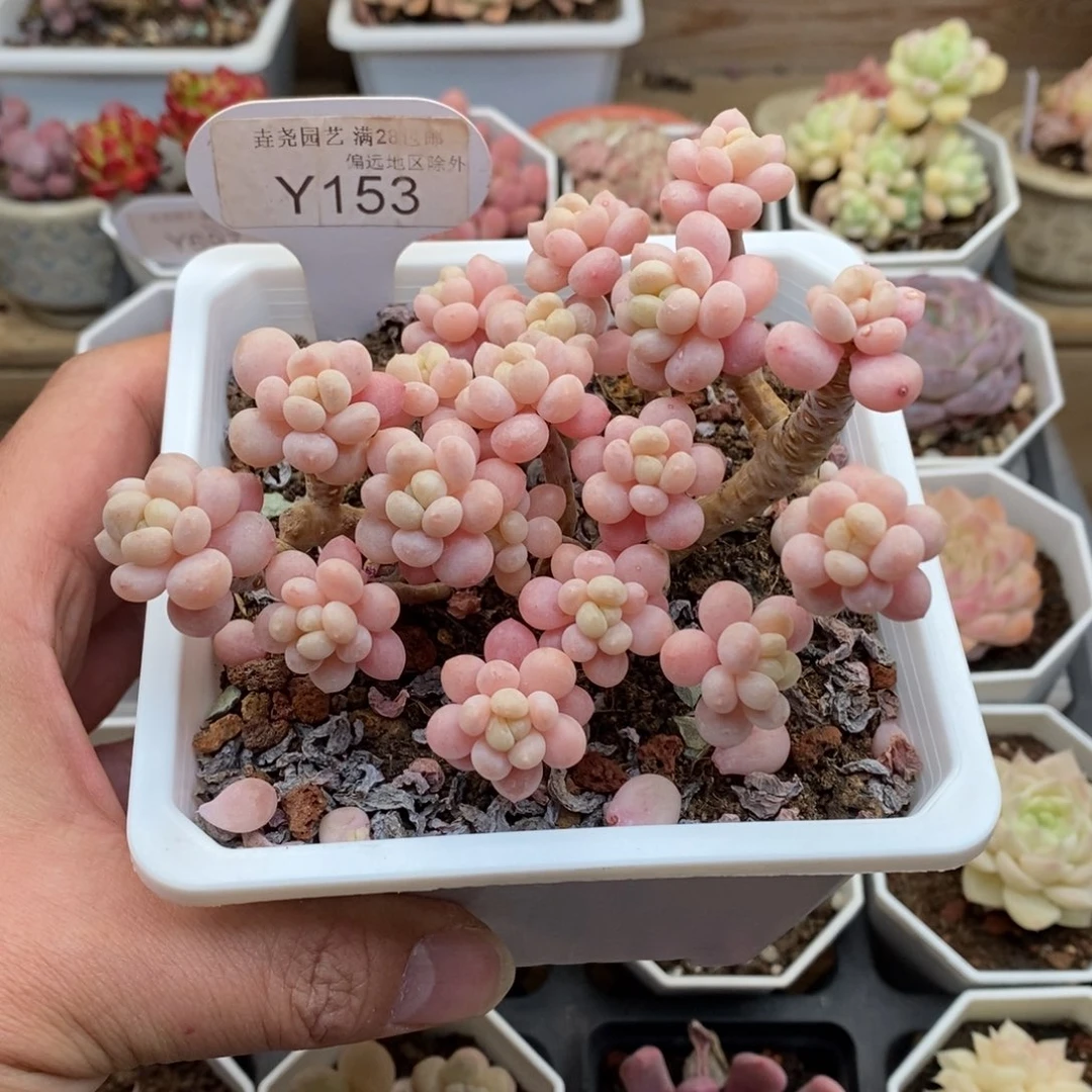 王*芬0153鱼子酱10厘米