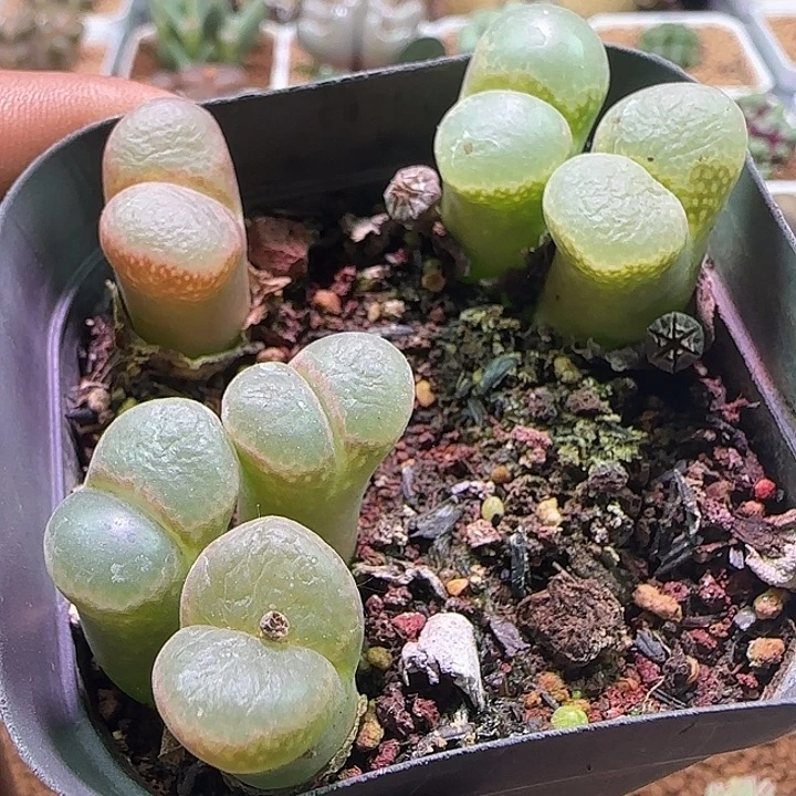 开播福利来。    228