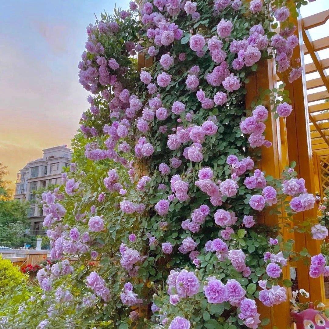 W1.2-1.4米蓝色阴雨小型爬藤月季阳台盆栽庭院地栽多季节开花爬墙