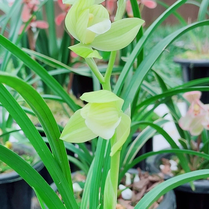 林***伟完全开放一物一漂亮