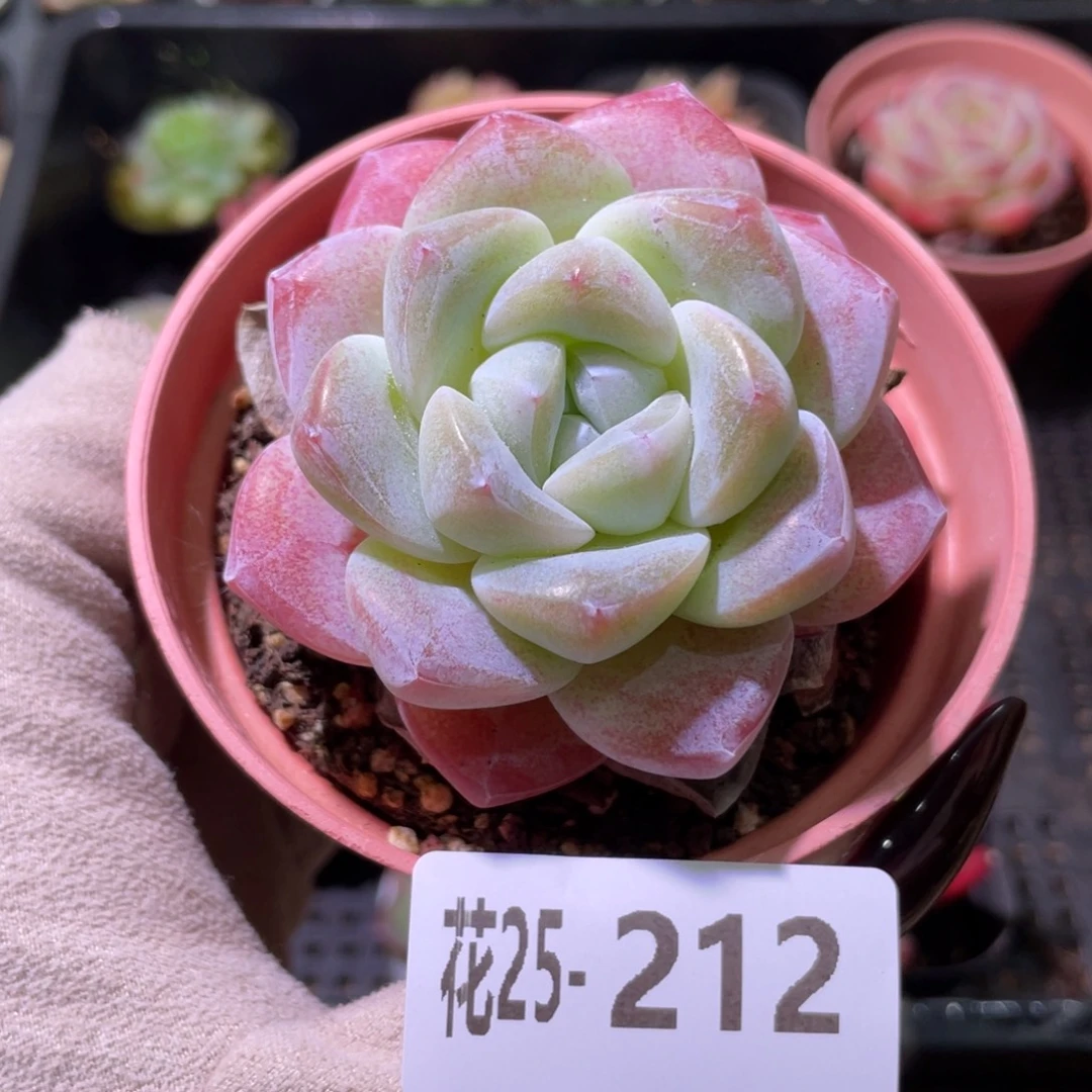 花利美25-212冰玉
