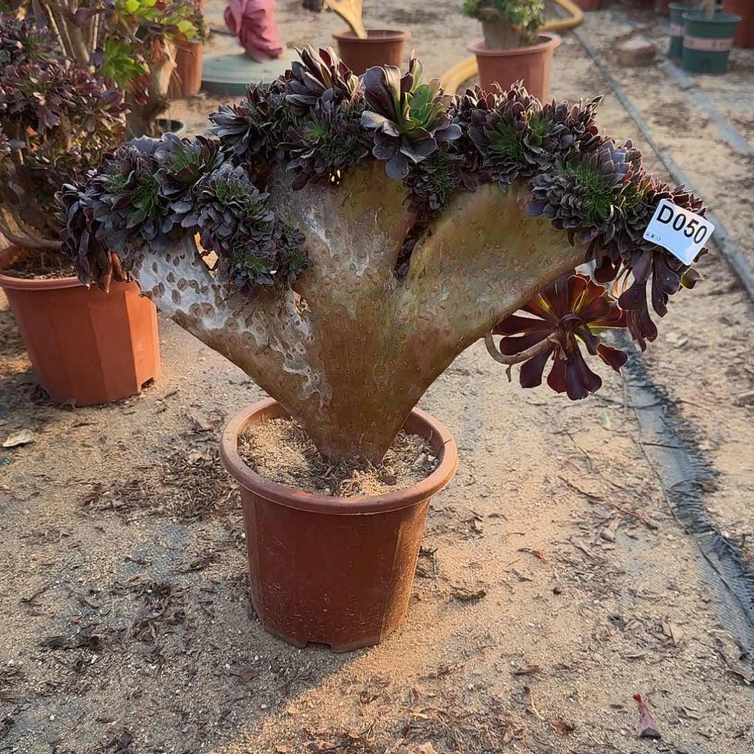 050欧紫有伤一颗呀