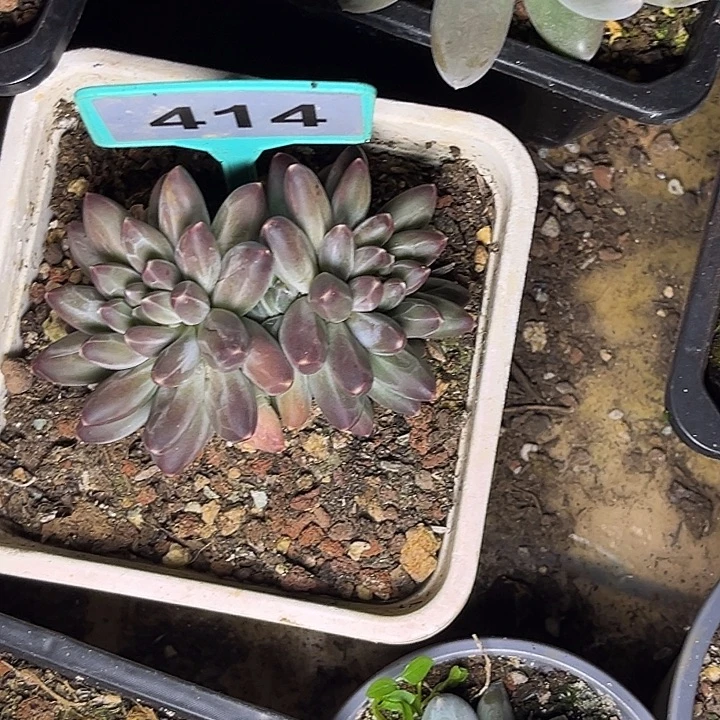 辰***芯多肉植物申公豹414