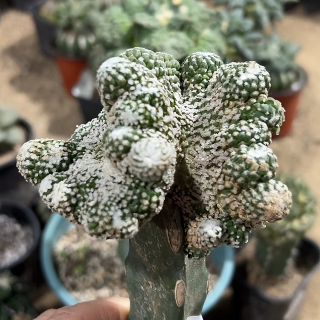 完全开放福利银牡丹缀化073