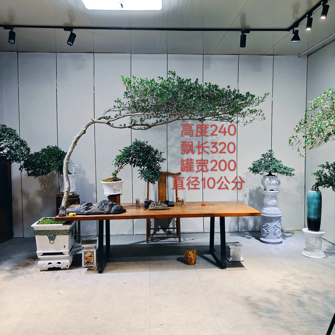 海岛栀子花盆栽植物飘枝老桩室内外造景四季常青精品盆景