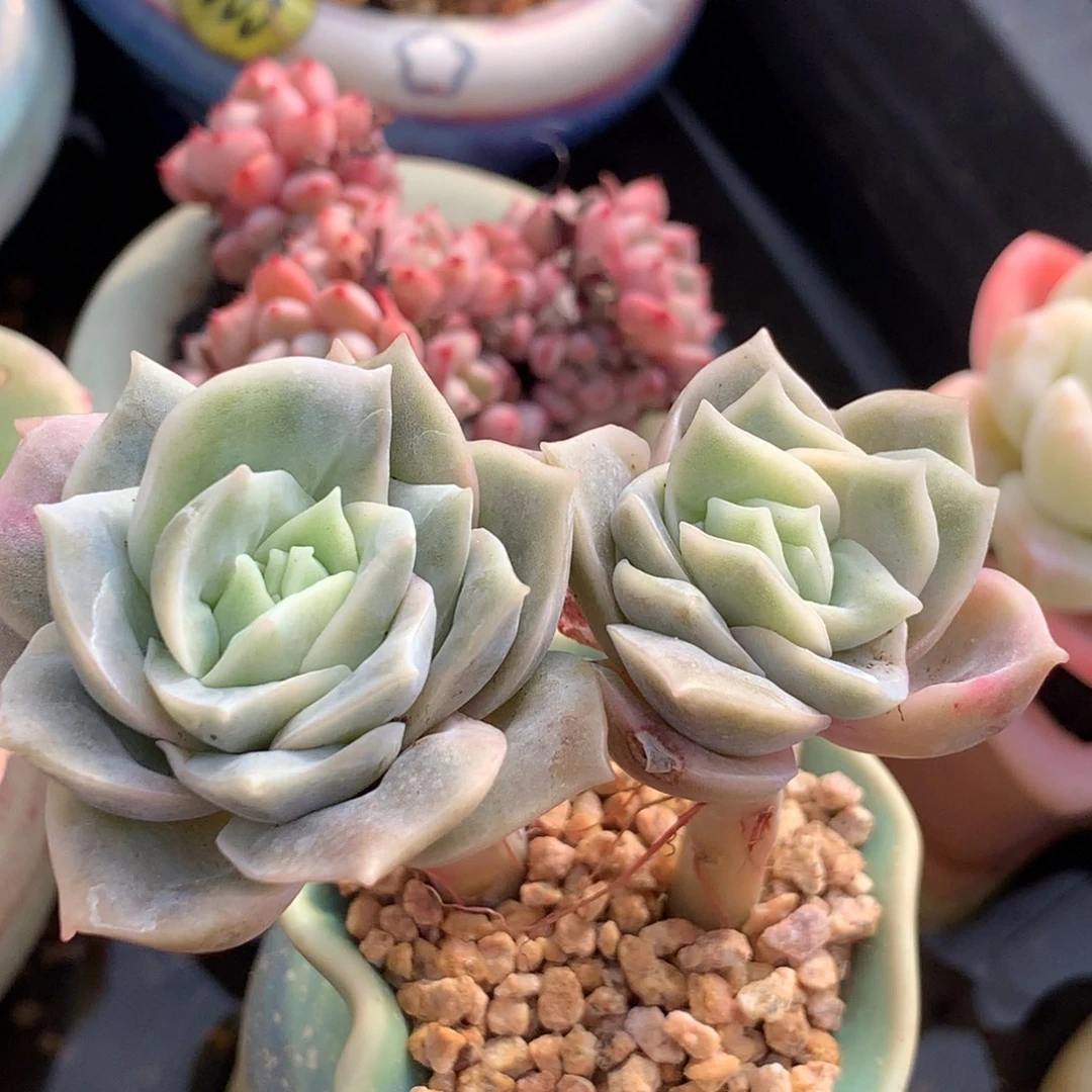 带盆       可爱玫瑰锦