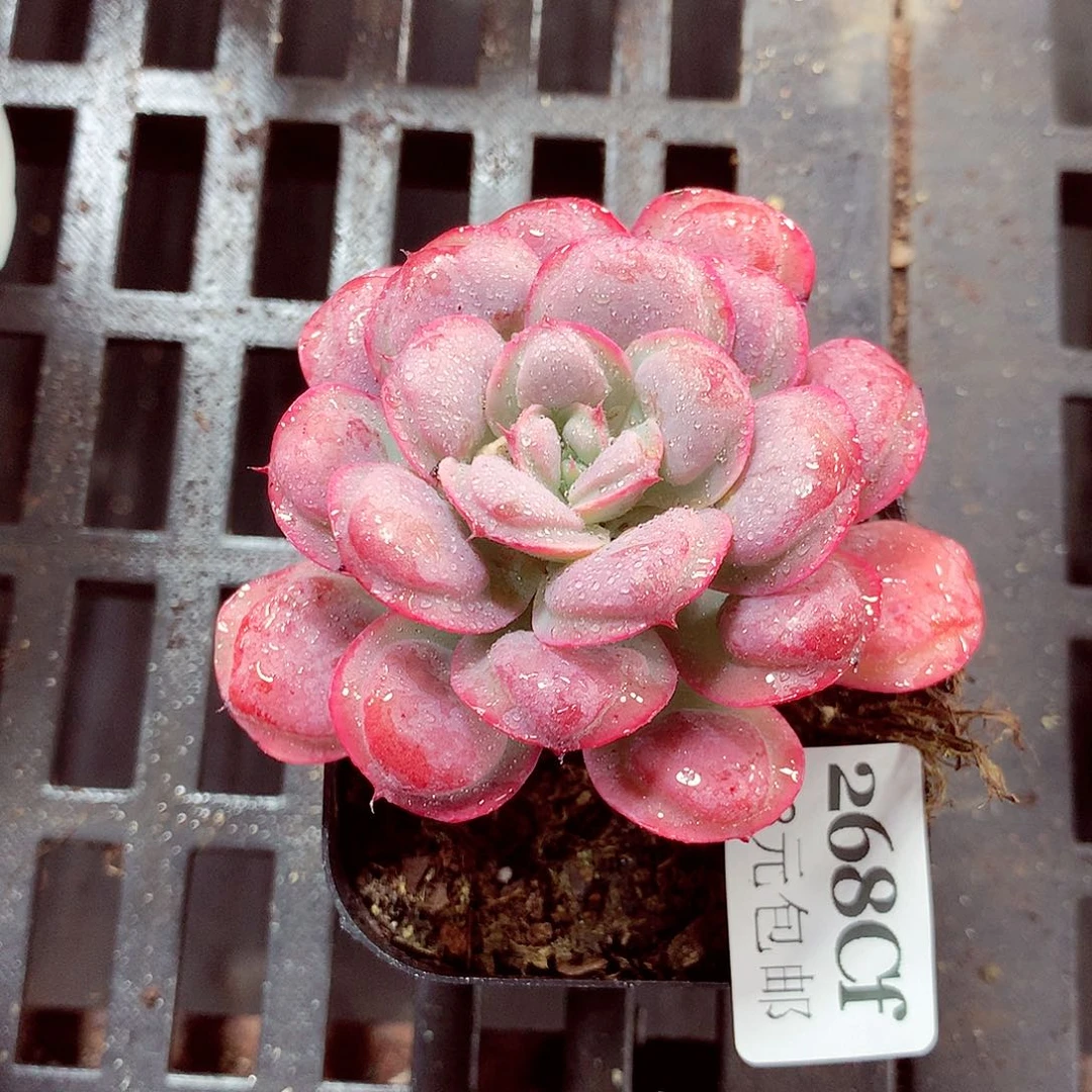 5厘米盆精控多肉268