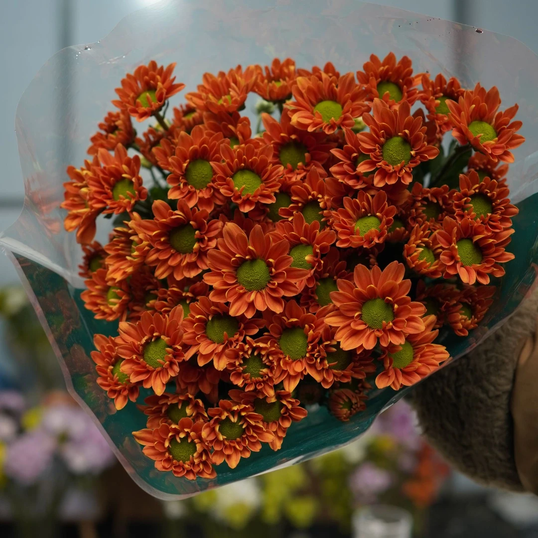 【顺丰发货】暖洋洋雏菊鲜花N单一个运费自选品种