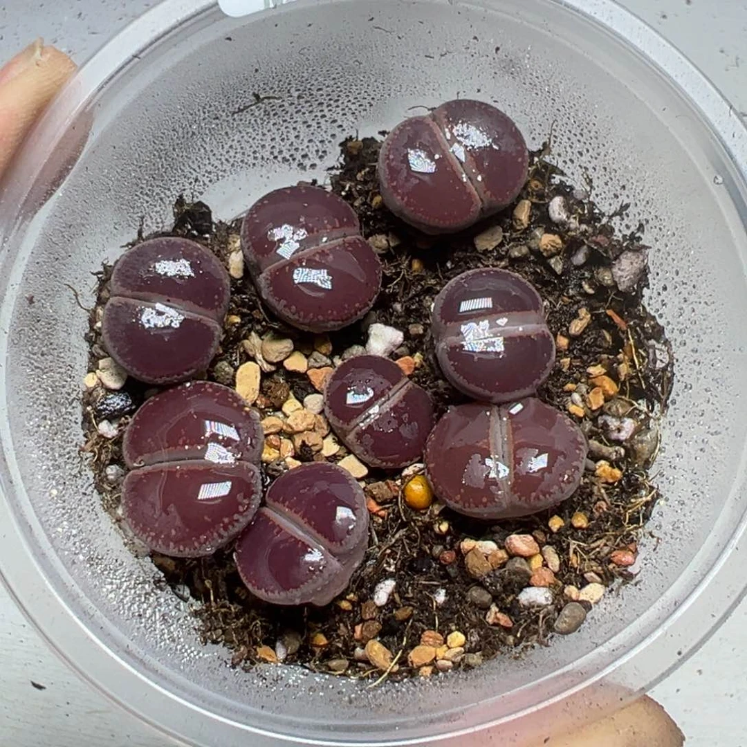 【闪购商品】 381。