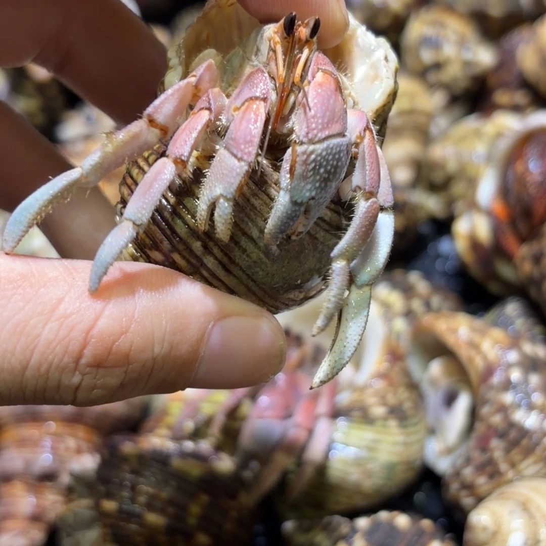 活体宠物 不退不换2