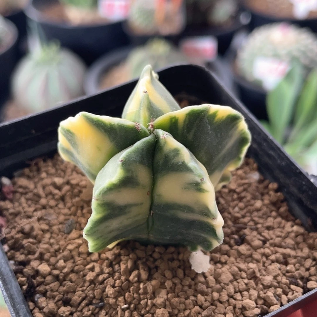 实生五角火花散斑鸾凤玉锦