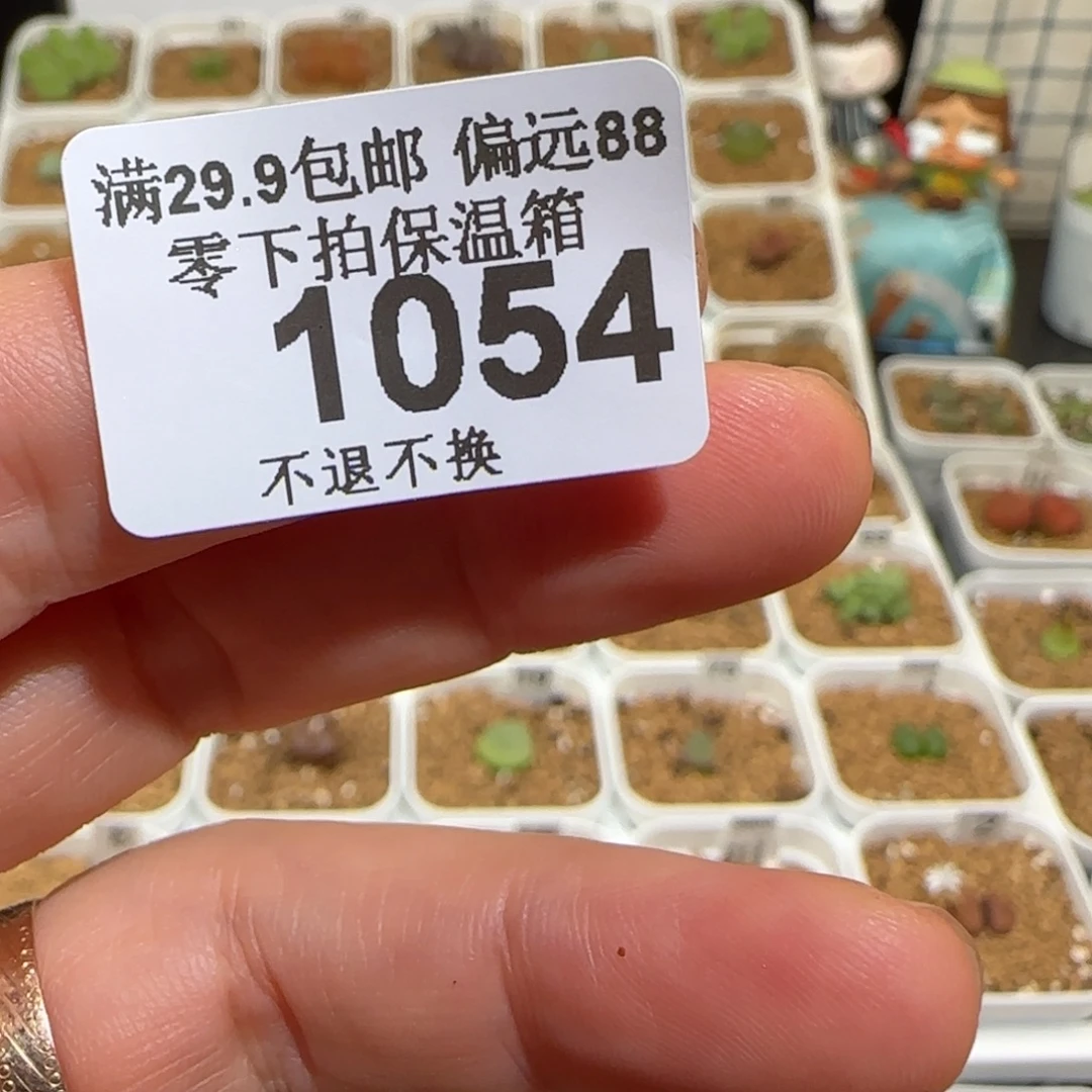 Z***Z肉锥多肉植物组合-1054（6升土）