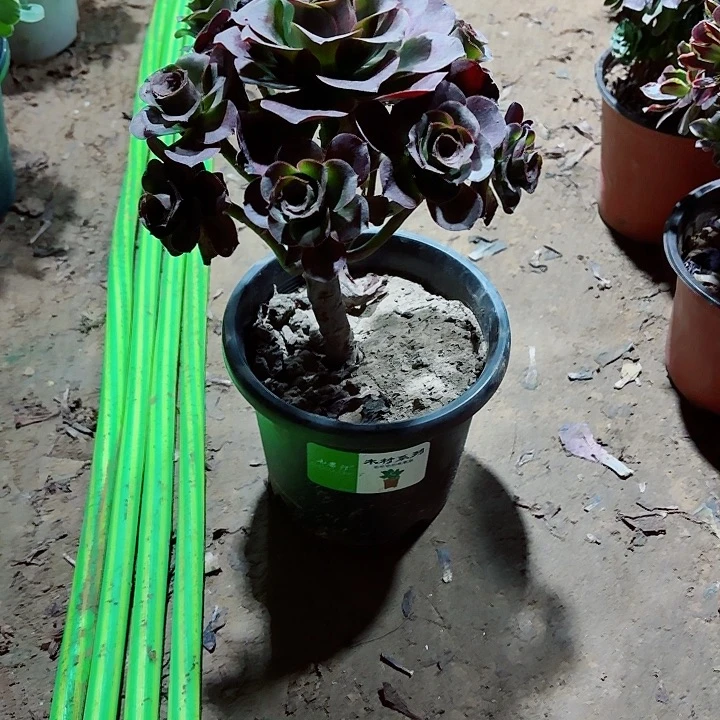 老***姐魅金玫瑰一颗111111111