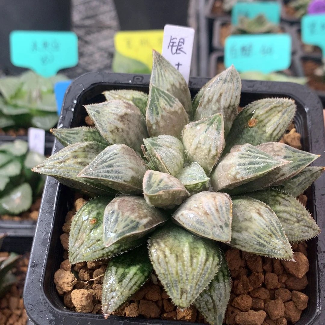 银叶之前一物一拍