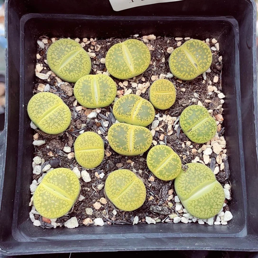 生石花满18包邮1007-393