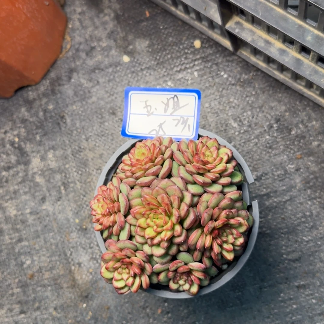 玉*?玉姐亚当凡艺多肉